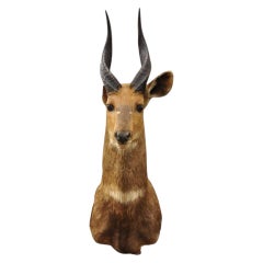 Vintage African Cape Bushbuck Taxidermy Shoulder Mount Cabin Wall Decor
