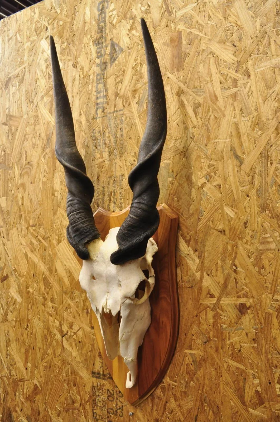 Vintage Cráneo de Eland Africano con Cuernos Retorcidos de 24