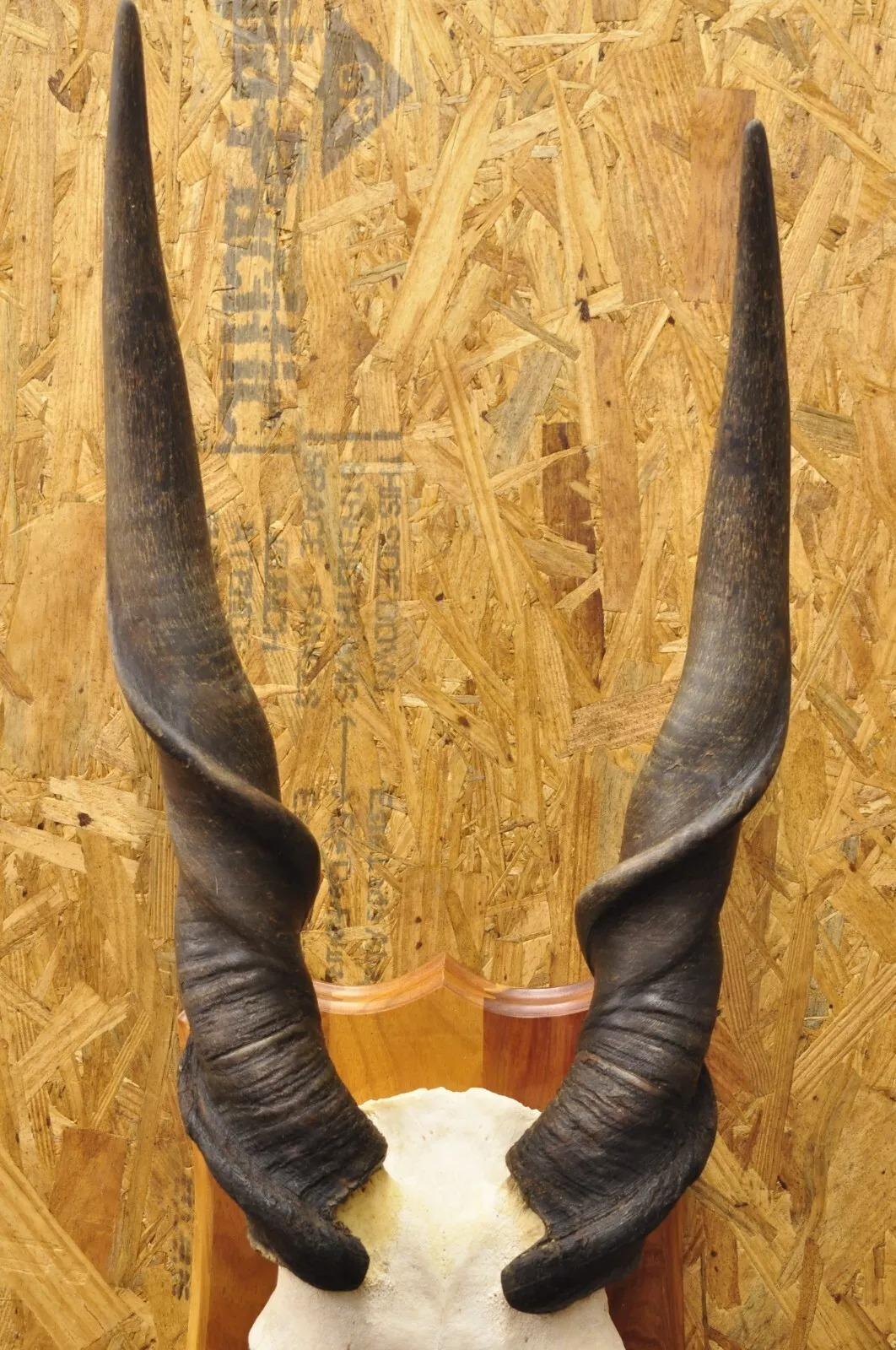 Vintage Cráneo de Eland Africano con Cuernos Retorcidos de 24