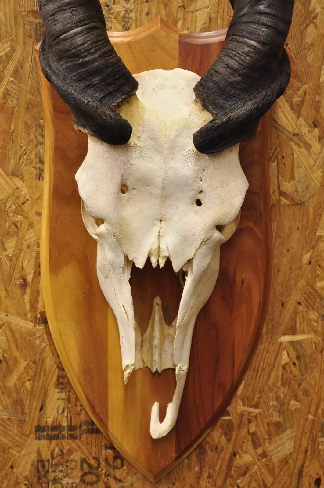 Vintage Cráneo de Eland Africano con Cuernos Retorcidos de 24