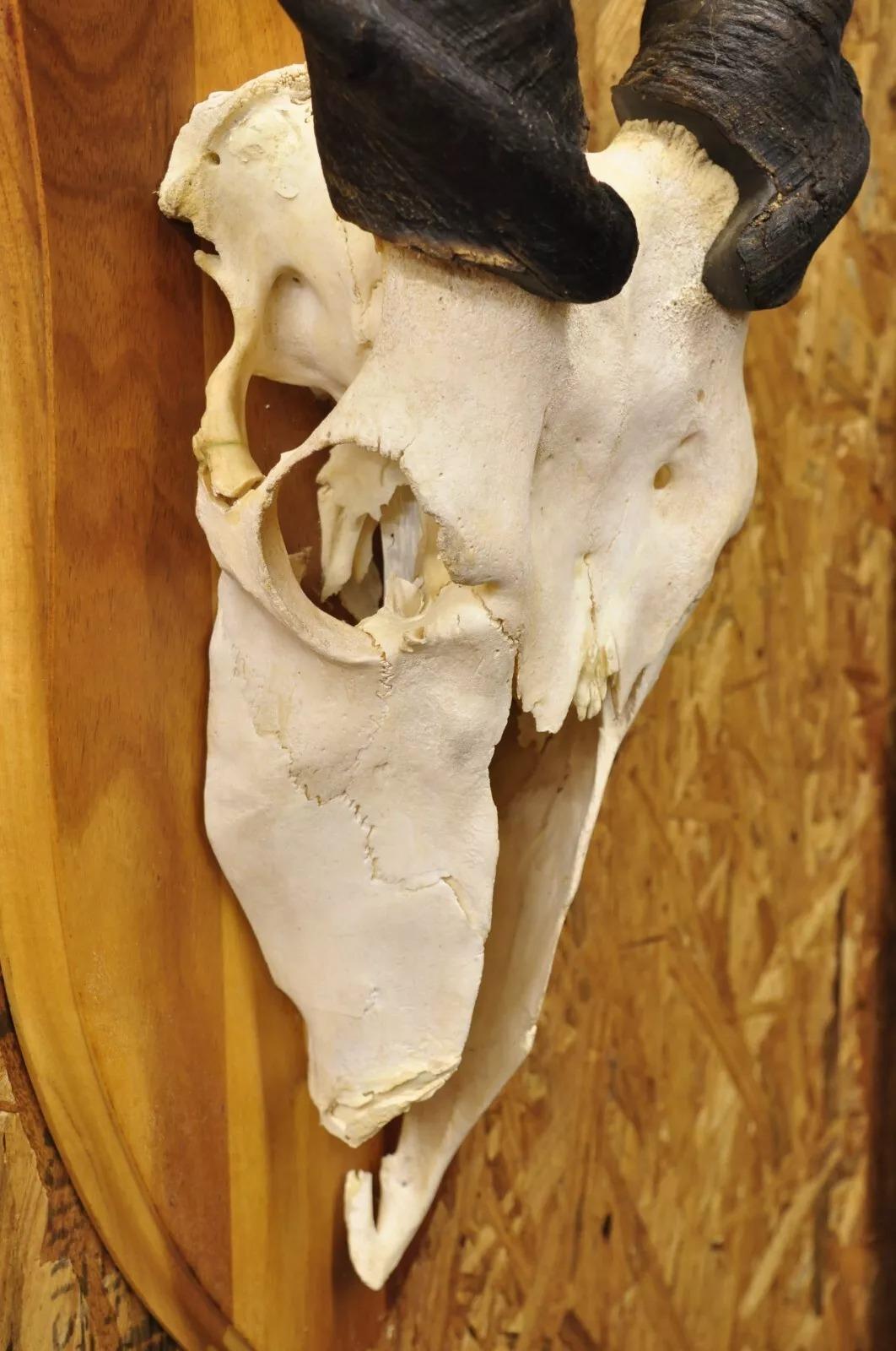 Vintage Cráneo de Eland Africano con Cuernos Retorcidos de 24