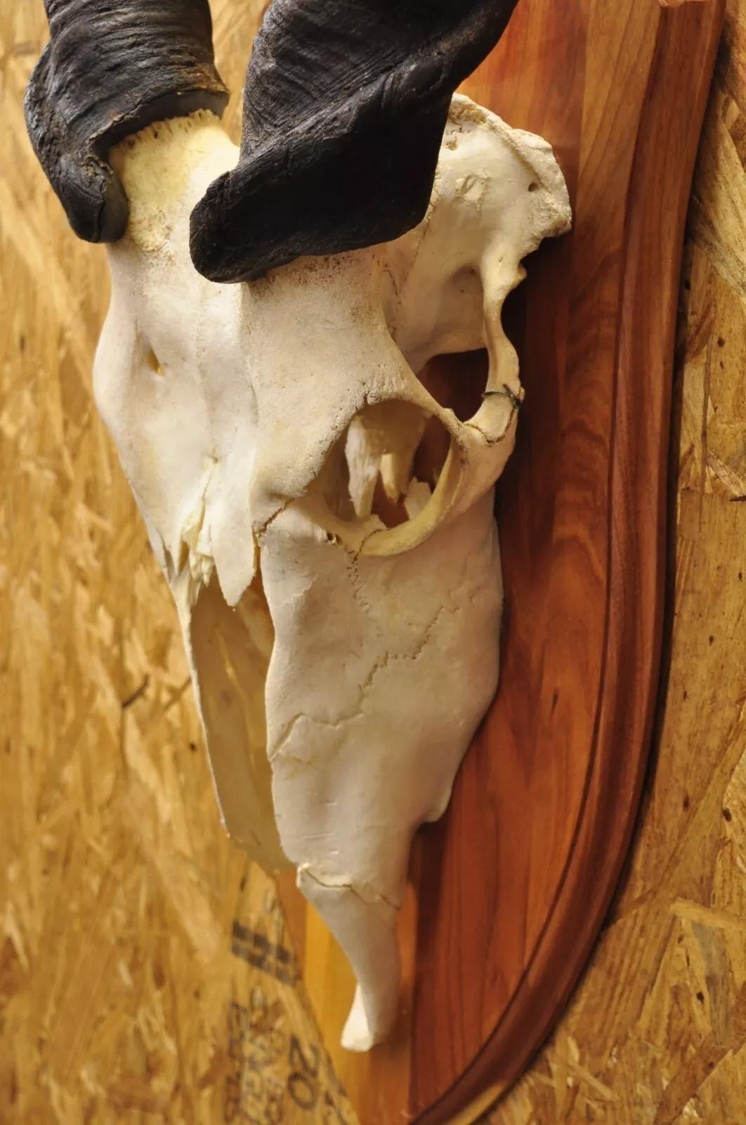 Vintage Cráneo de Eland Africano con Cuernos Retorcidos de 24