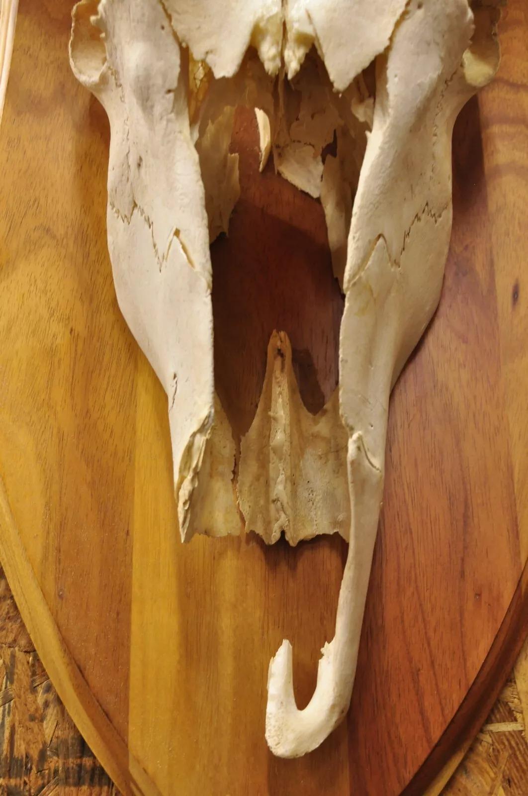Vintage Cráneo de Eland Africano con Cuernos Retorcidos de 24