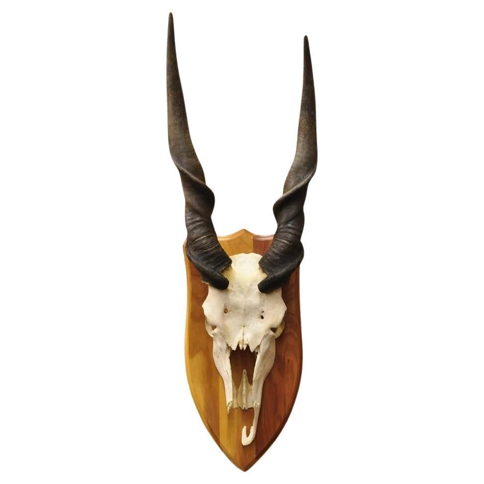Vintage African Eland Skull Mount with 24" Twisted Horns Taxidermy Cabin Decor