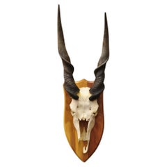 Vintage African Eland Skull Mount with 24" Twisted Horns Taxidermy Cabin Decor