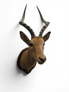 Trofeo vintage di impala africano montato sulla spalla, Mozambico, 1966