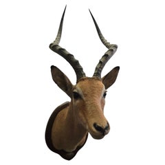 Trofeo vintage di impala africano montato sulla spalla, Mozambico, 1966