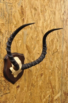 Vintage African Impala Skull Trophy Mount Antlers Taxidermy Mancave Wall Decor B