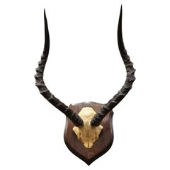 Vintage African Impala Skull Trophy Mount Antlers Taxidermy Mancave Wall Decor B