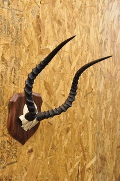 Vintage African Impala Skull Trophy Mount Antlers Taxidermy Mancave Wall Decor