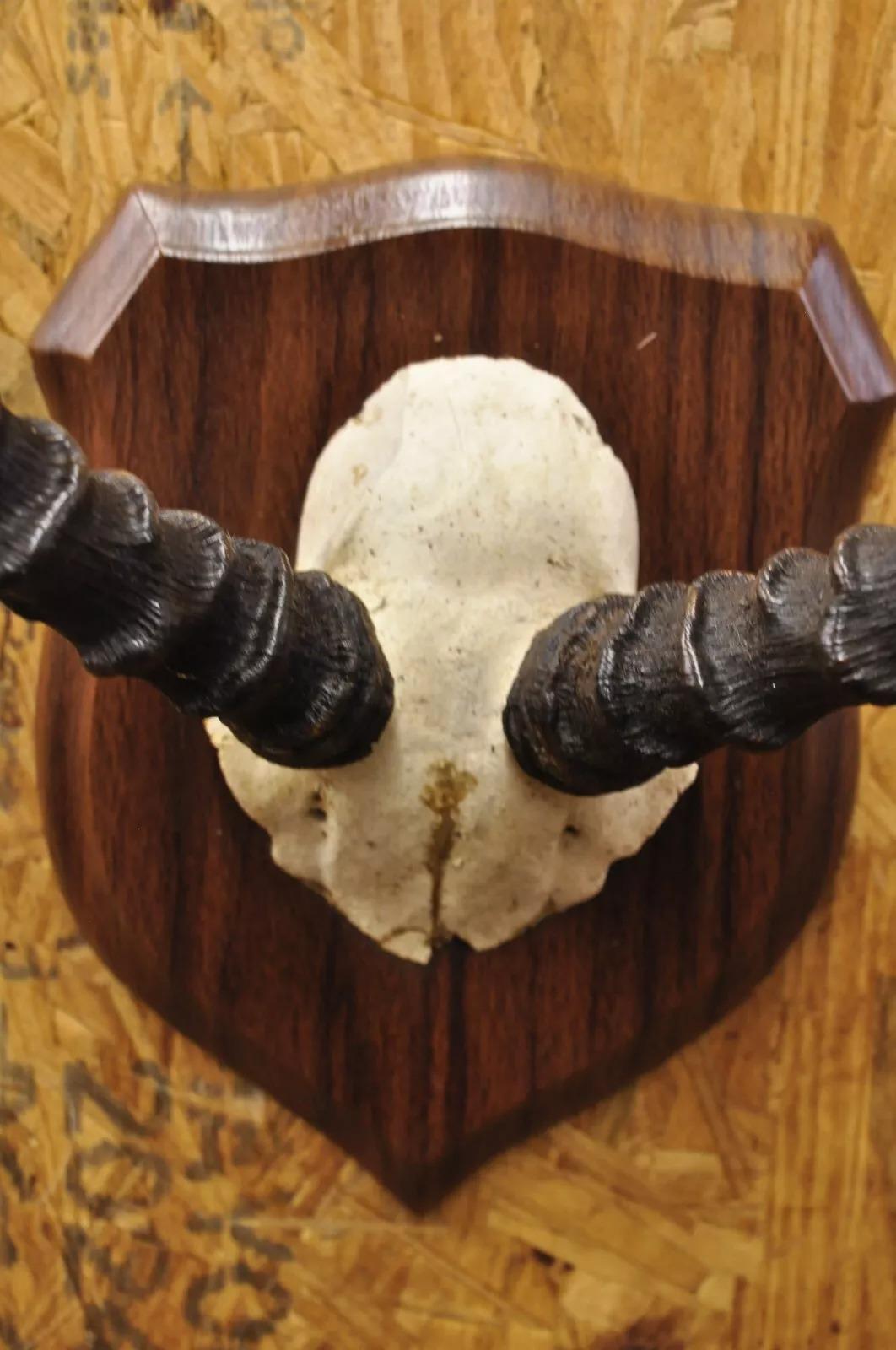 impala skull mount