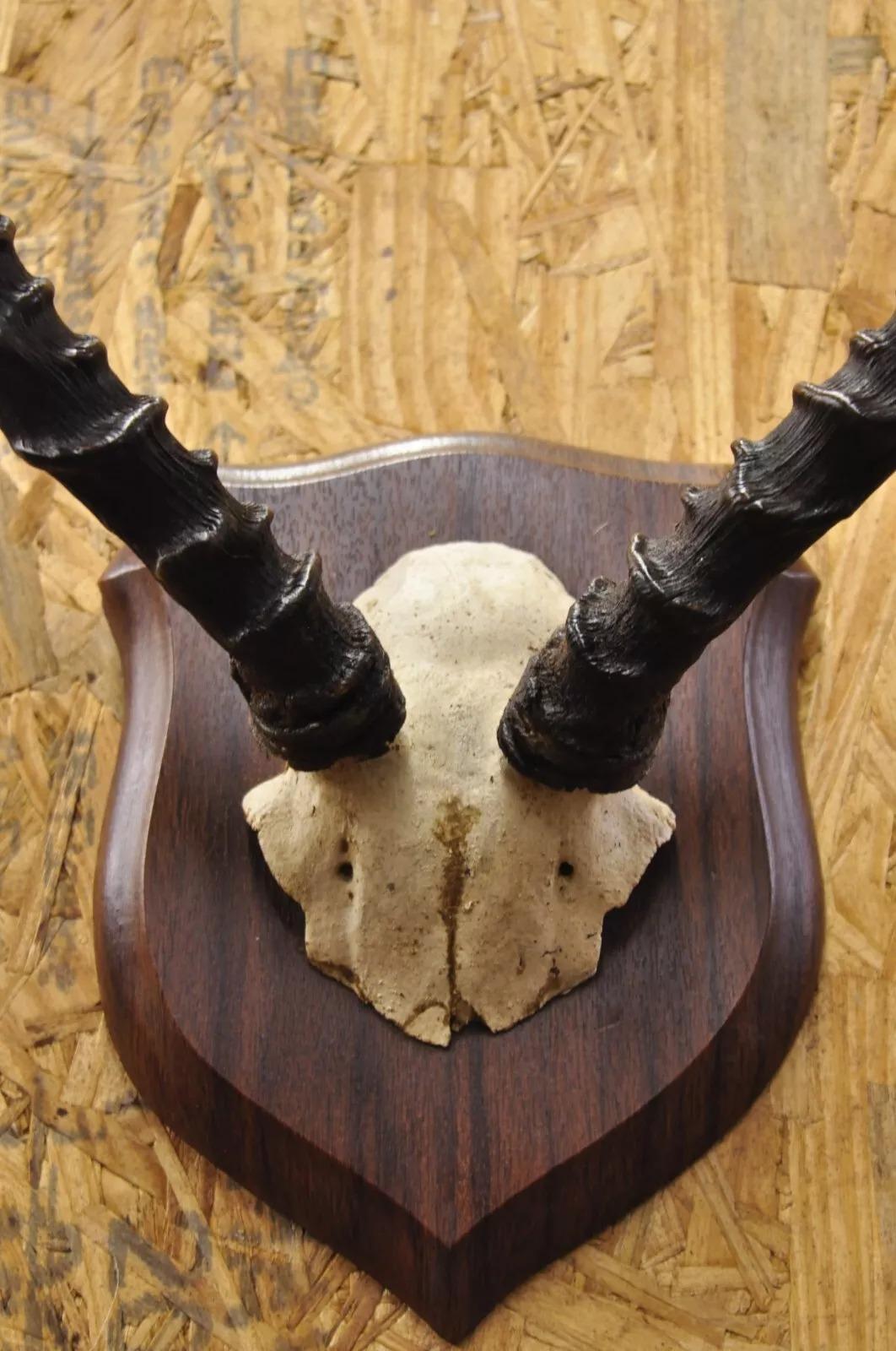 Rustic Vintage African Impala Skull Trophy Mount Antlers Taxidermy Mancave Wall Decor