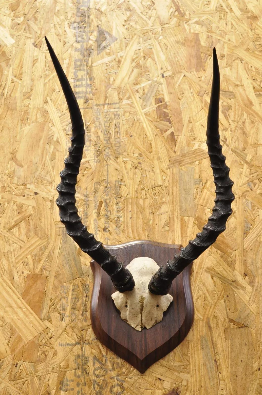 20th Century Vintage African Impala Skull Trophy Mount Antlers Taxidermy Mancave Wall Decor