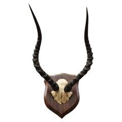 Vintage African Impala Skull Trophy Mount Antlers Taxidermy Mancave Wall Decor