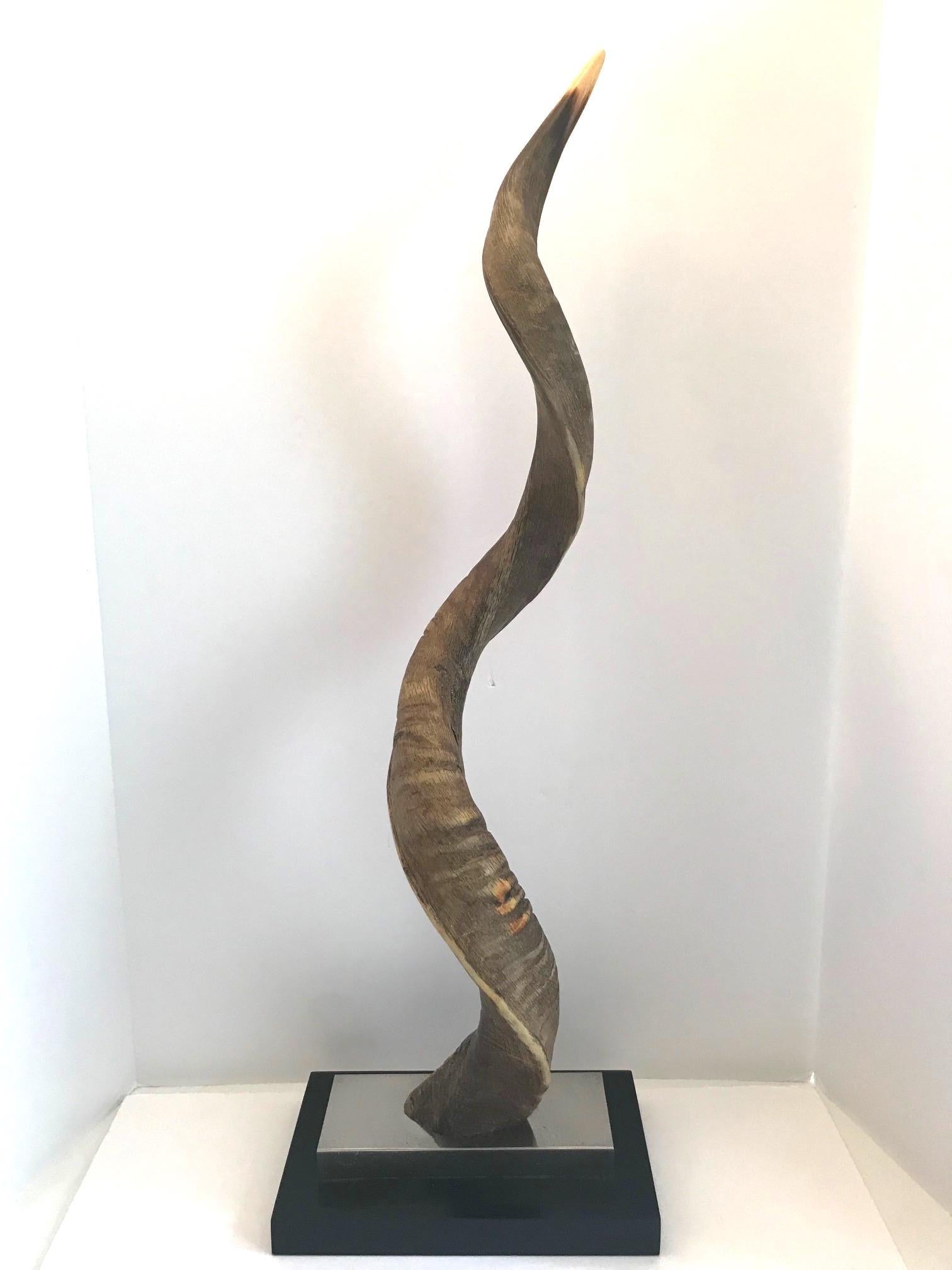 Exotic African Lesser Kudu horn sculpture mounted on stand. The sculpture has a stepped base design in chrome and black lacquered wood. Stunning from all angles.