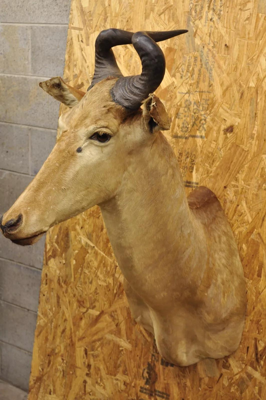 Vintage African Litchenstein Hartebeest Antelope Shoulder Mount Large Taxidermy For Sale 4