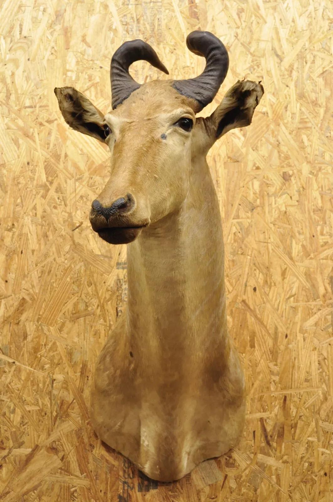 Vintage African Litchenstein Hartebeest Antelope Shoulder Mount Large Taxidermy For Sale 5