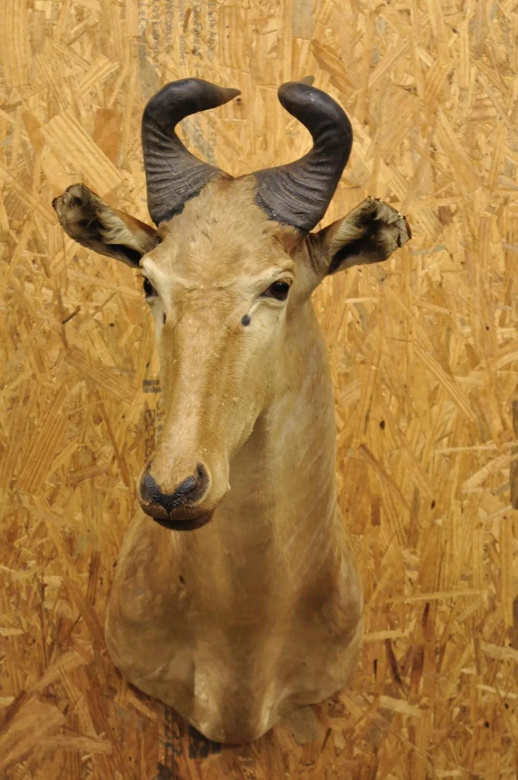 Rustic Vintage African Litchenstein Hartebeest Antelope Shoulder Mount Large Taxidermy For Sale