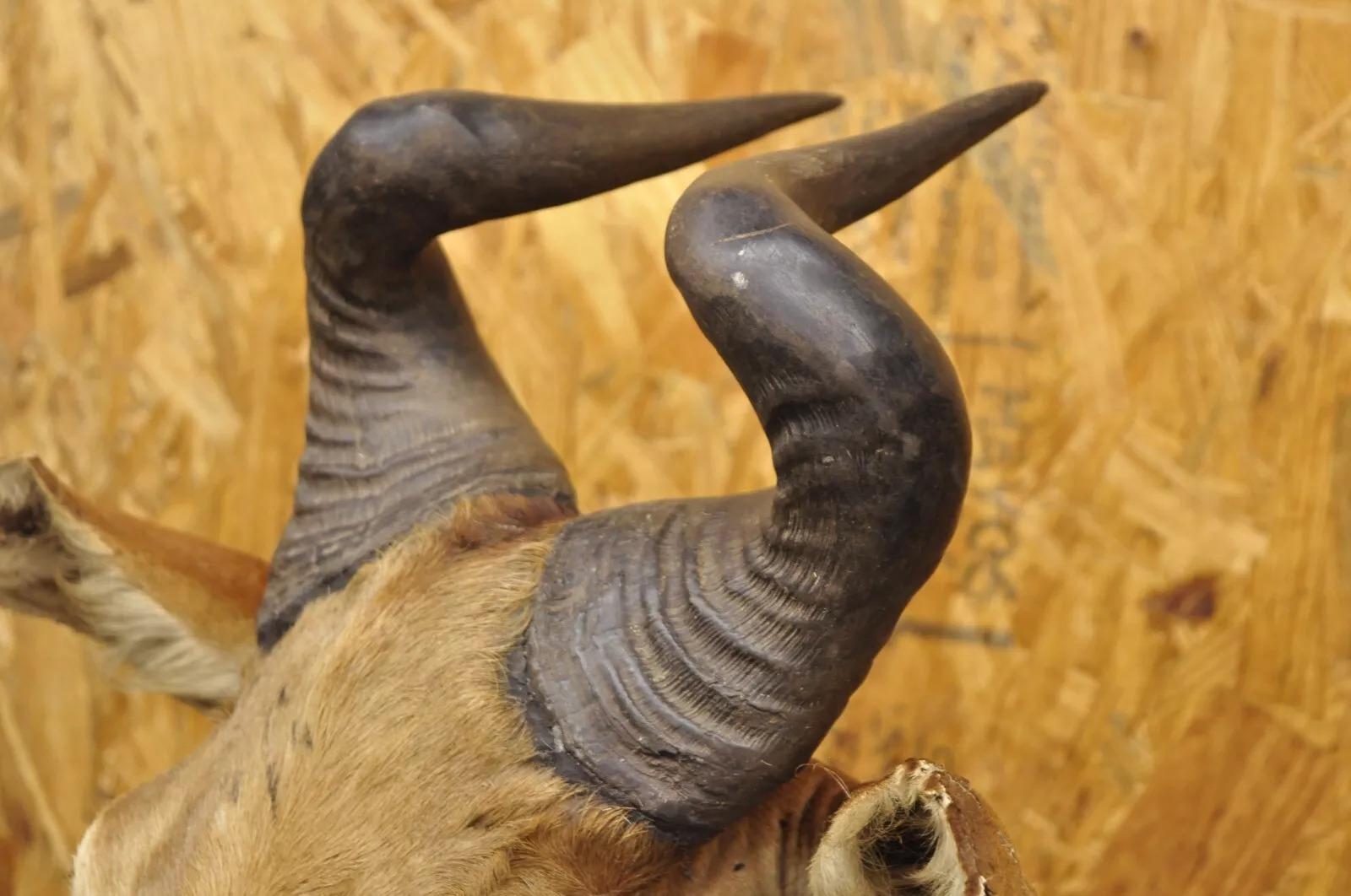 Vintage African Litchenstein Hartebeest Antelope Shoulder Mount Large Taxidermy In Good Condition For Sale In Philadelphia, PA