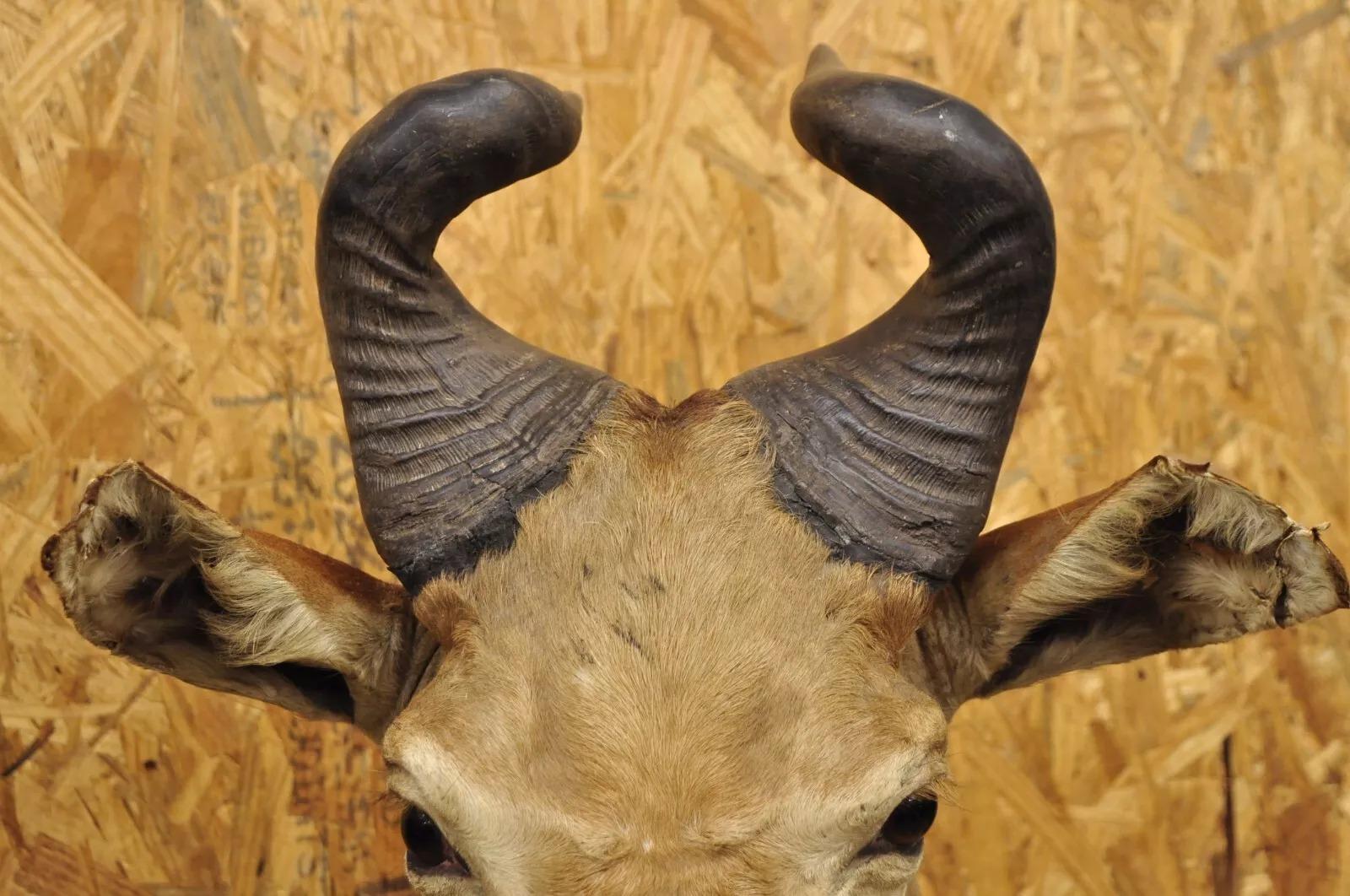 20th Century Vintage African Litchenstein Hartebeest Antelope Shoulder Mount Large Taxidermy For Sale