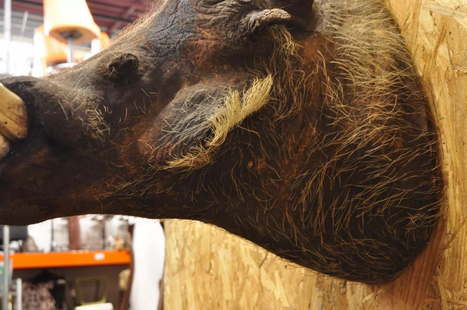 Afrikanische Warthog-Schulterhalterung Taxidermie-Kabin Safari-Wandschmuck, Vintage im Angebot 5