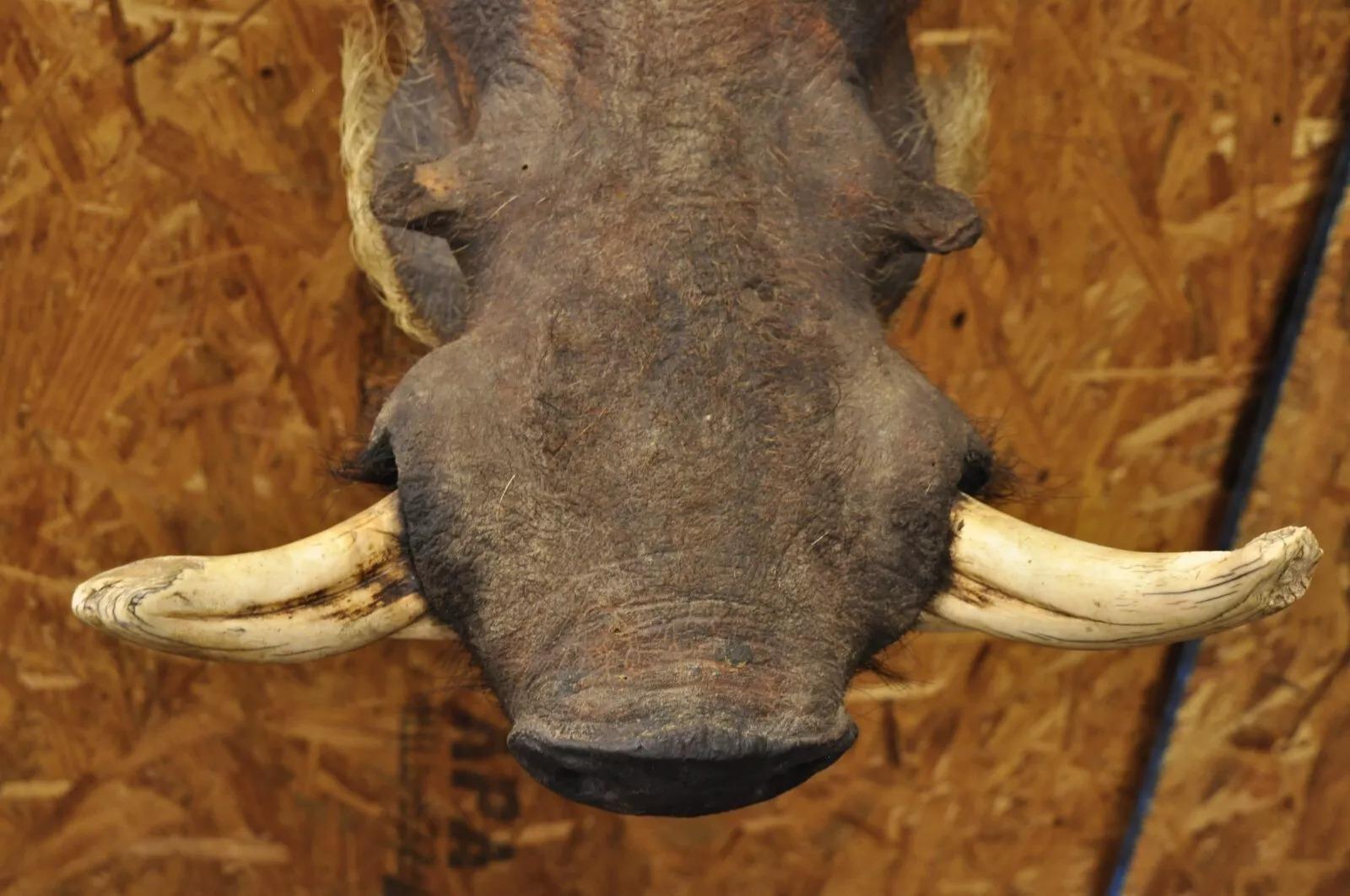 Afrikanische Warthog-Schulterhalterung Taxidermie-Kabin Safari-Wandschmuck, Vintage im Angebot 6