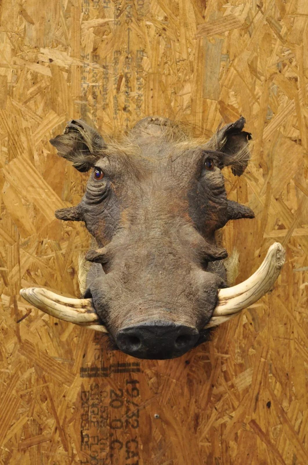 Afrikanische Warthog-Schulterhalterung Taxidermie-Kabin Safari-Wandschmuck, Vintage (Rustikal) im Angebot