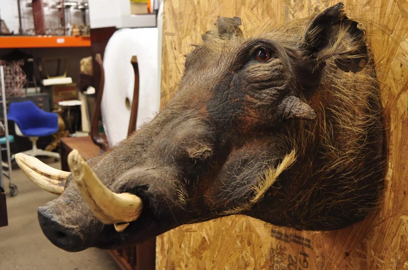 Afrikanische Warthog-Schulterhalterung Taxidermie-Kabin Safari-Wandschmuck, Vintage (Unbekannt) im Angebot