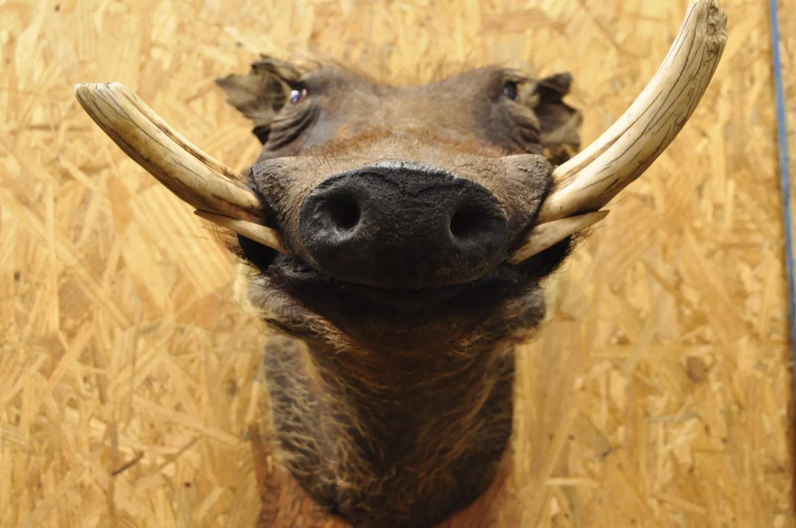 Afrikanische Warthog-Schulterhalterung Taxidermie-Kabin Safari-Wandschmuck, Vintage im Zustand „Gut“ im Angebot in Philadelphia, PA