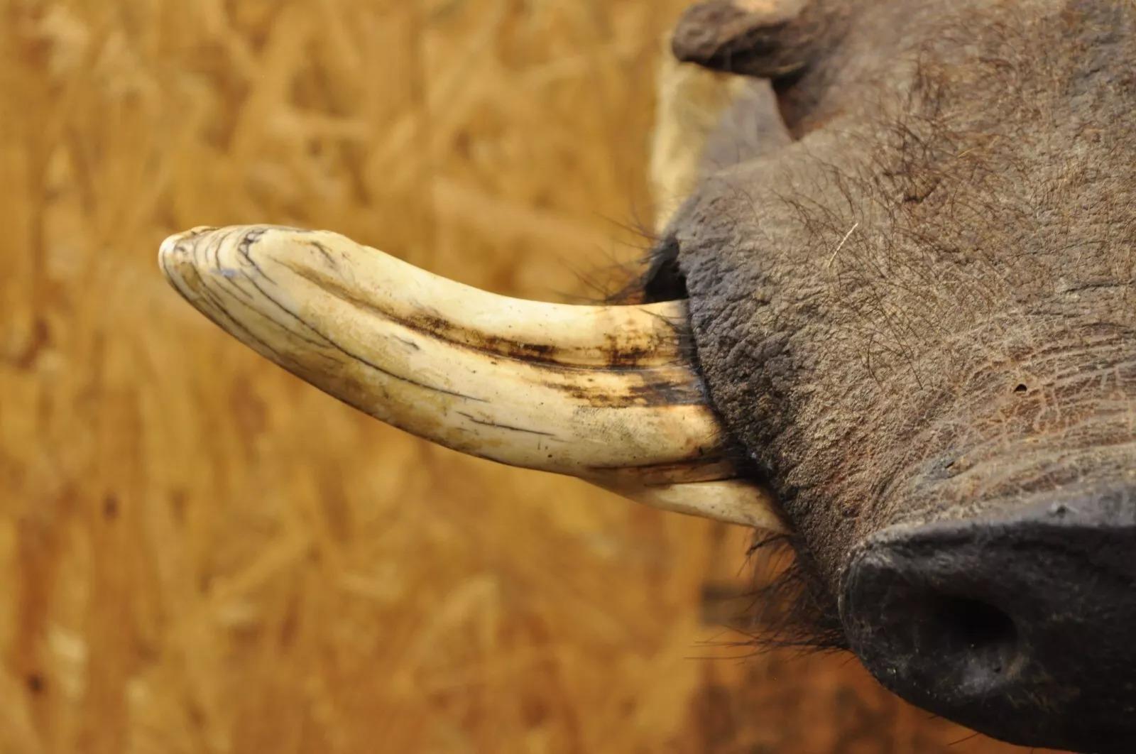 Afrikanische Warthog-Schulterhalterung Taxidermie-Kabin Safari-Wandschmuck, Vintage (20. Jahrhundert) im Angebot