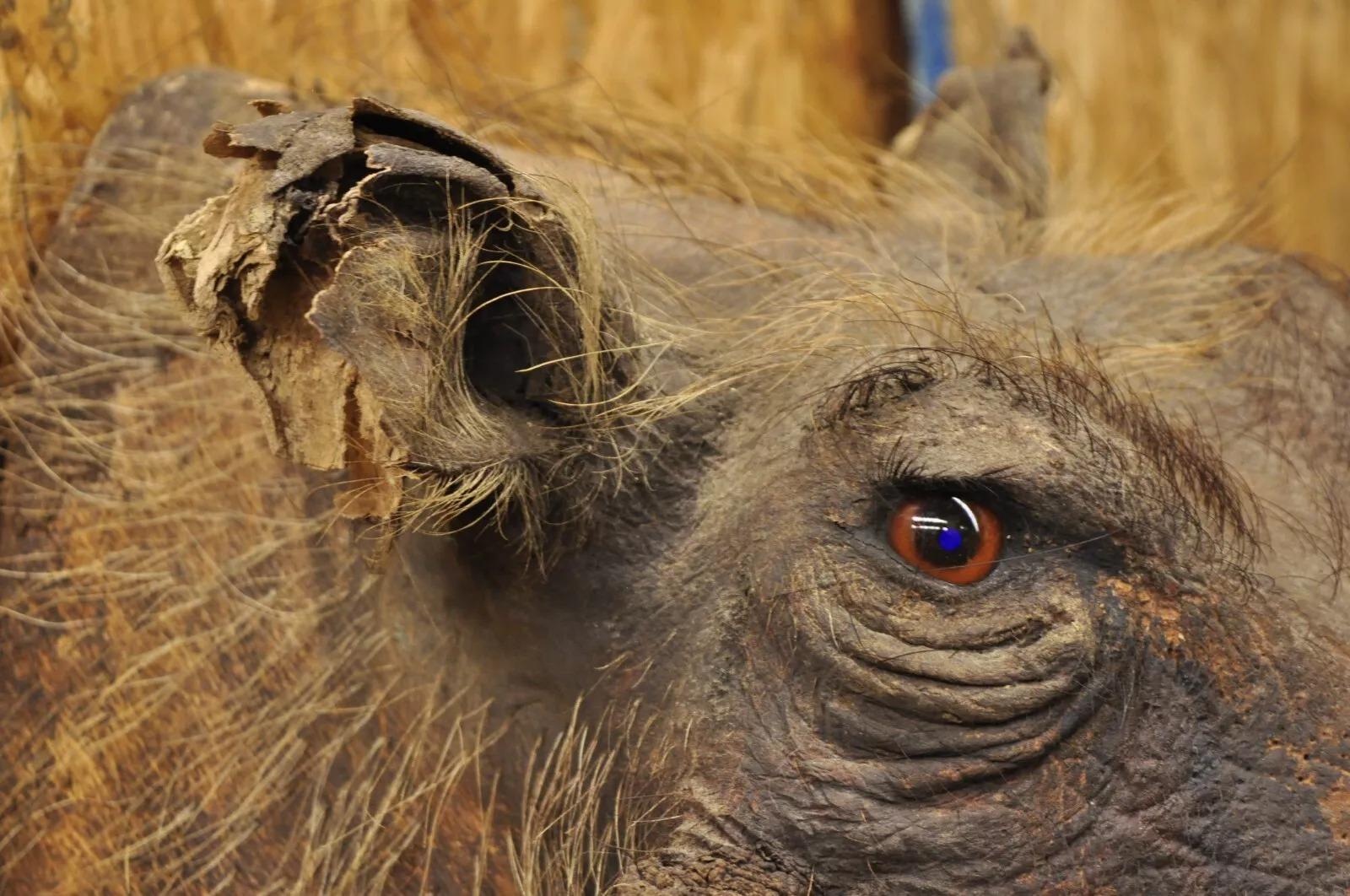 Afrikanische Warthog-Schulterhalterung Taxidermie-Kabin Safari-Wandschmuck, Vintage im Angebot 1