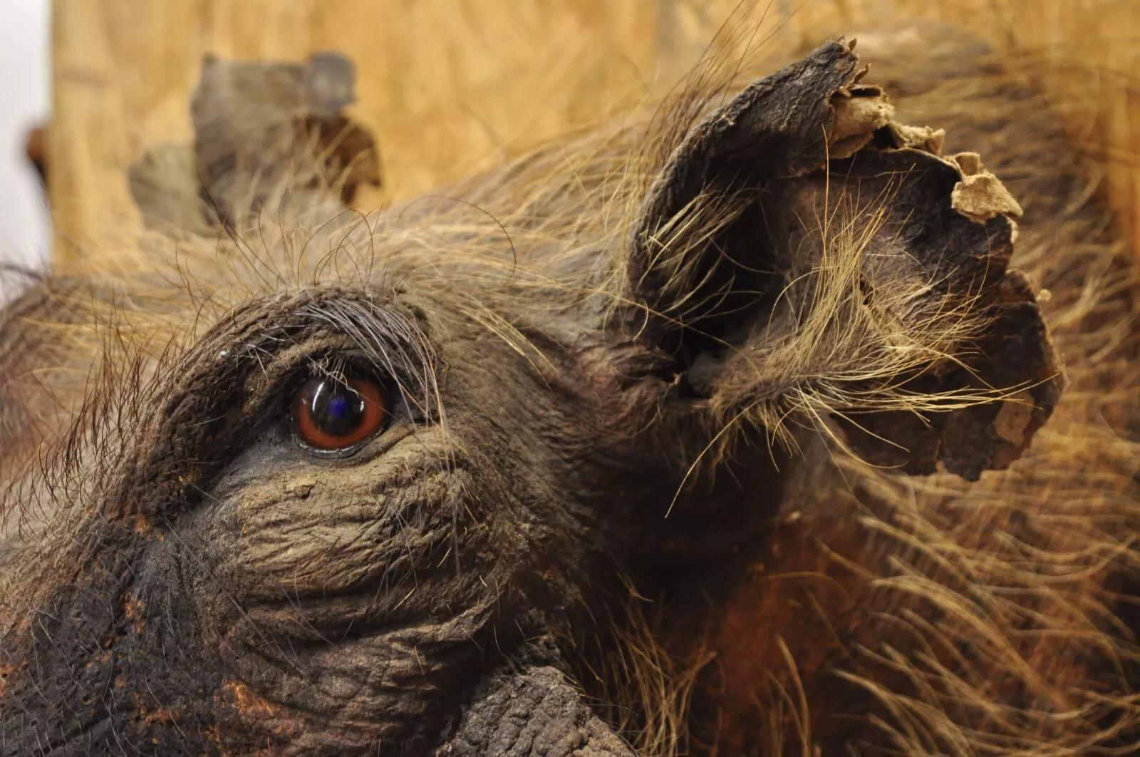 Afrikanische Warthog-Schulterhalterung Taxidermie-Kabin Safari-Wandschmuck, Vintage im Angebot 2