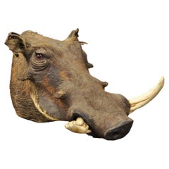 Antique African Warthog Shoulder Mount Taxidermy Cabin Safari Wall Decor