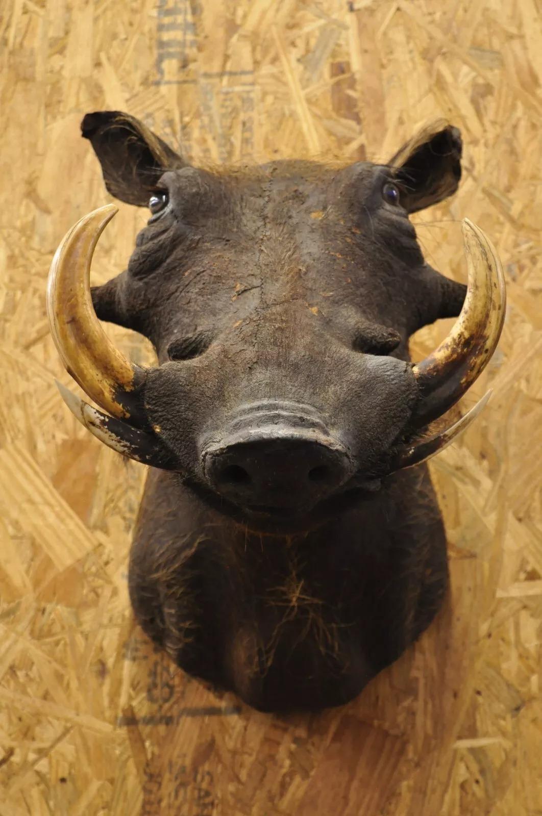 Vintage African Warthog Shoulder Mount Wall Taxidermy 6
