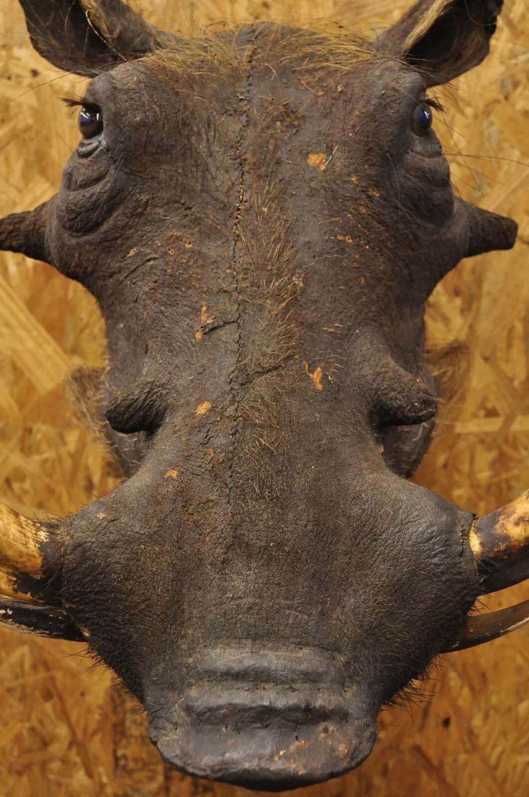 Vintage African Warthog Shoulder Mount Wall Taxidermy 6