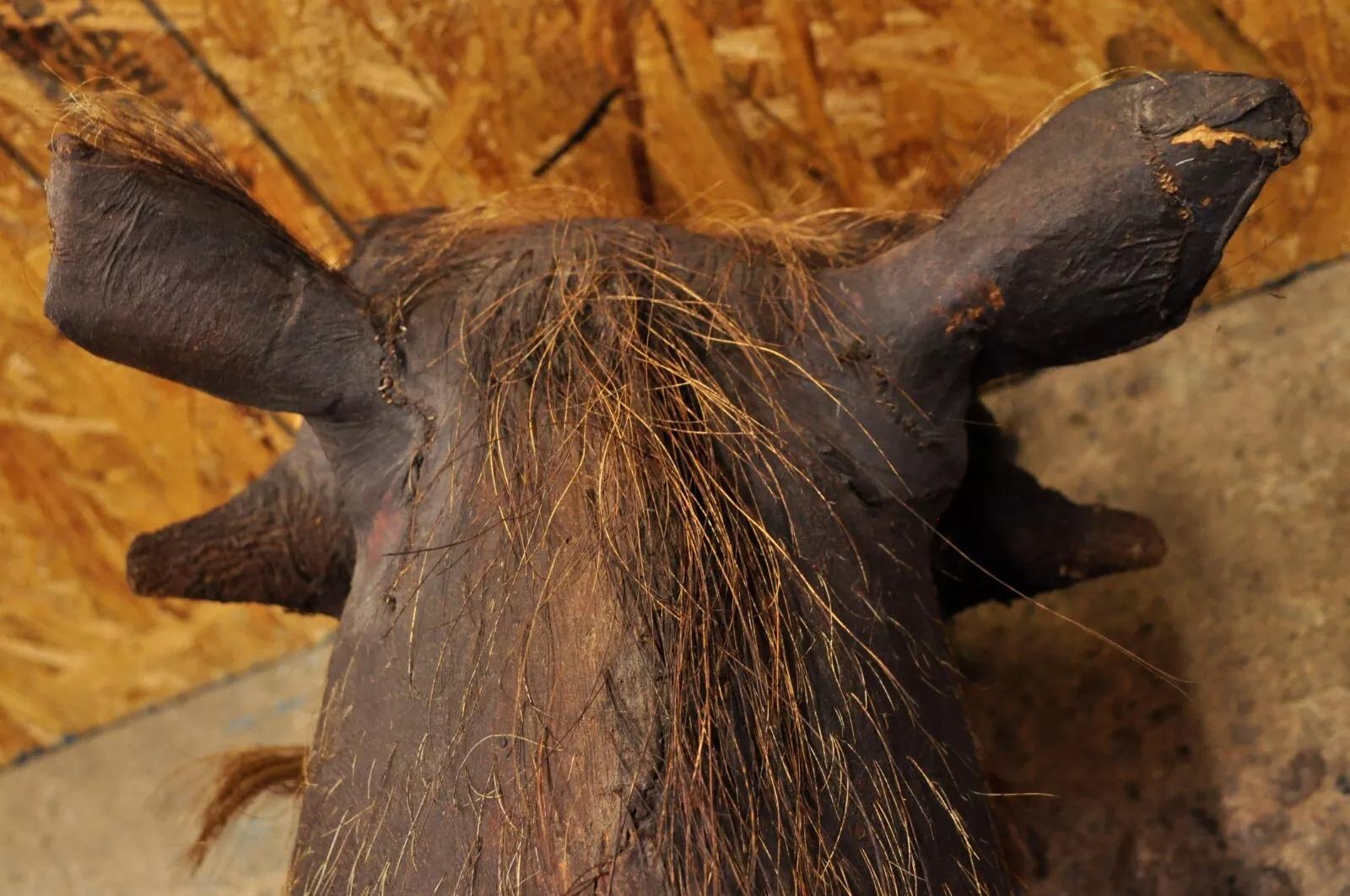 Vintage African Warthog Shoulder Mount Wall Taxidermy 6