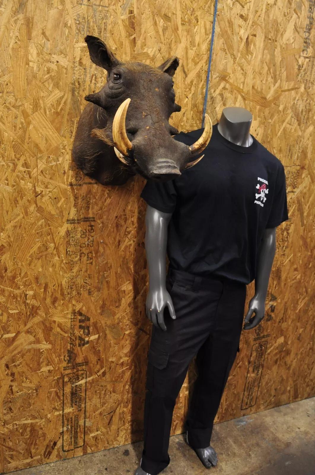 Vintage African Warthog Shoulder Mount Wall Taxidermy 6