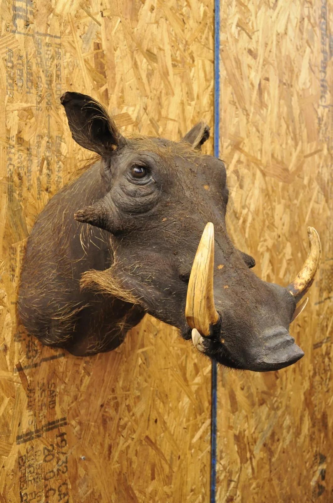 Rustic Vintage African Warthog Shoulder Mount Wall Taxidermy 6