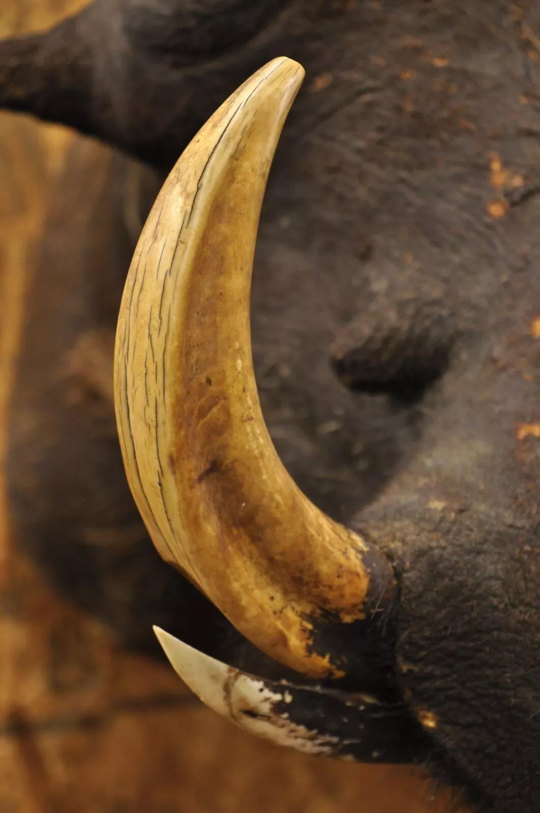 Unknown Vintage African Warthog Shoulder Mount Wall Taxidermy 6