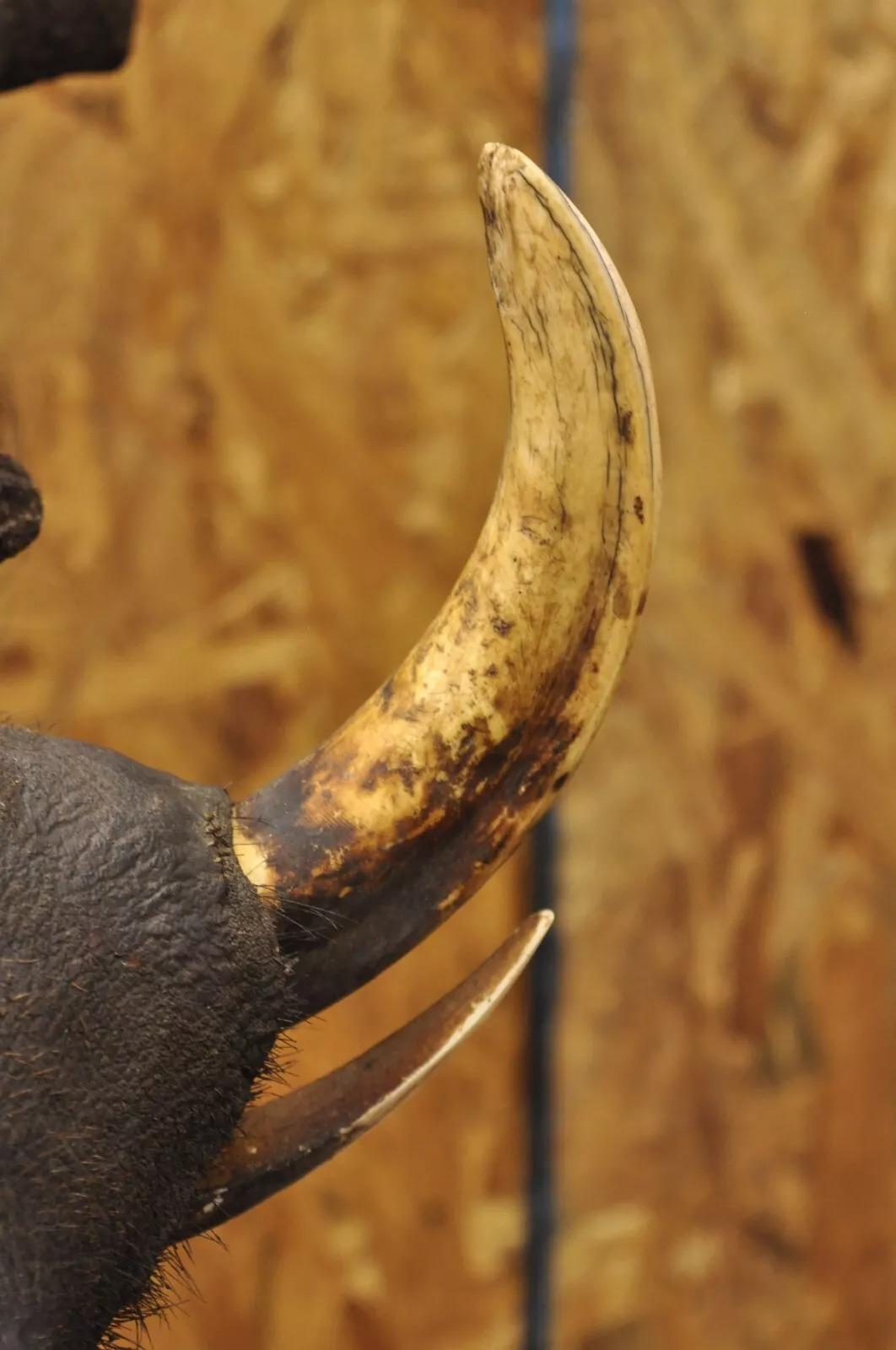 20th Century Vintage African Warthog Shoulder Mount Wall Taxidermy 6