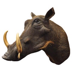 Vintage African Warthog Shoulder Mount Wall Taxidermy 6" Tusk