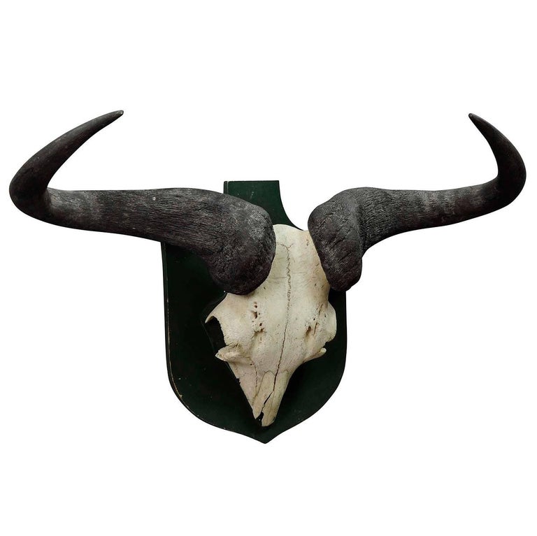 Pair of Mounted Buffalo Horns at 1stdibs