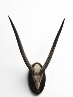 Vintage African Waterbuck (Cobe Defassa) Horn Trophy on Wooden Plaque, 20th Cent