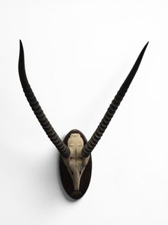 Vintage African Waterbuck (Cobe Defassa) Horn Trophy on Wooden Plaque, 20th Cent