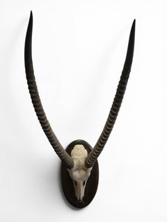 Vintage African Waterbuck (Cobe Defassa) Horn Trophy on Wooden Plaque, 20th Cent