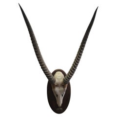 Vintage African Waterbuck (Cobe Defassa) Horn Trophy on Wooden Plaque, 20th Cent