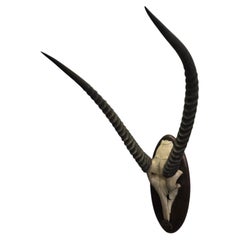 Vintage African Waterbuck (Cobe Defassa) Horn Trophy on Wooden Plaque, 20th Cent