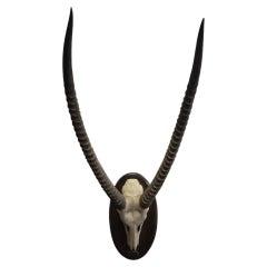 Vintage African Waterbuck (Cobe Defassa) Horn Trophy on Wooden Plaque, 20th Cent
