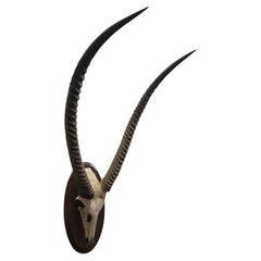 Vintage African Waterbuck (Cobe Defassa) Horn Trophy on Wooden Plaque, 20th Cent