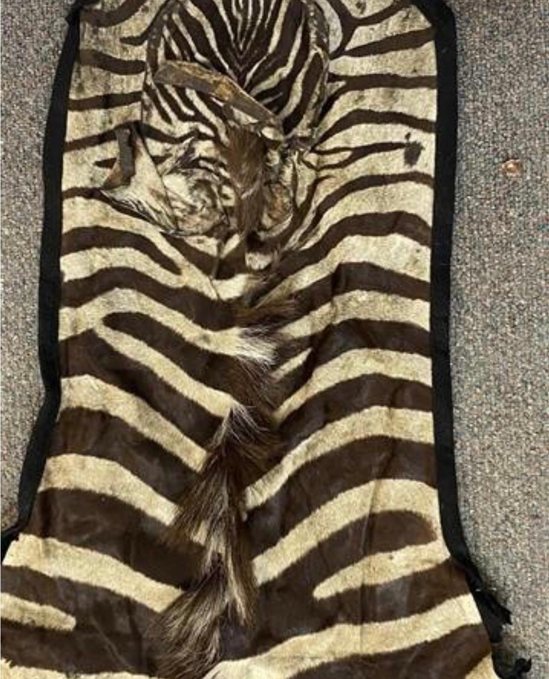 Vintage African Zebra Hide Rug In Good Condition In Bradenton, FL